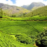 Green tea Plantation